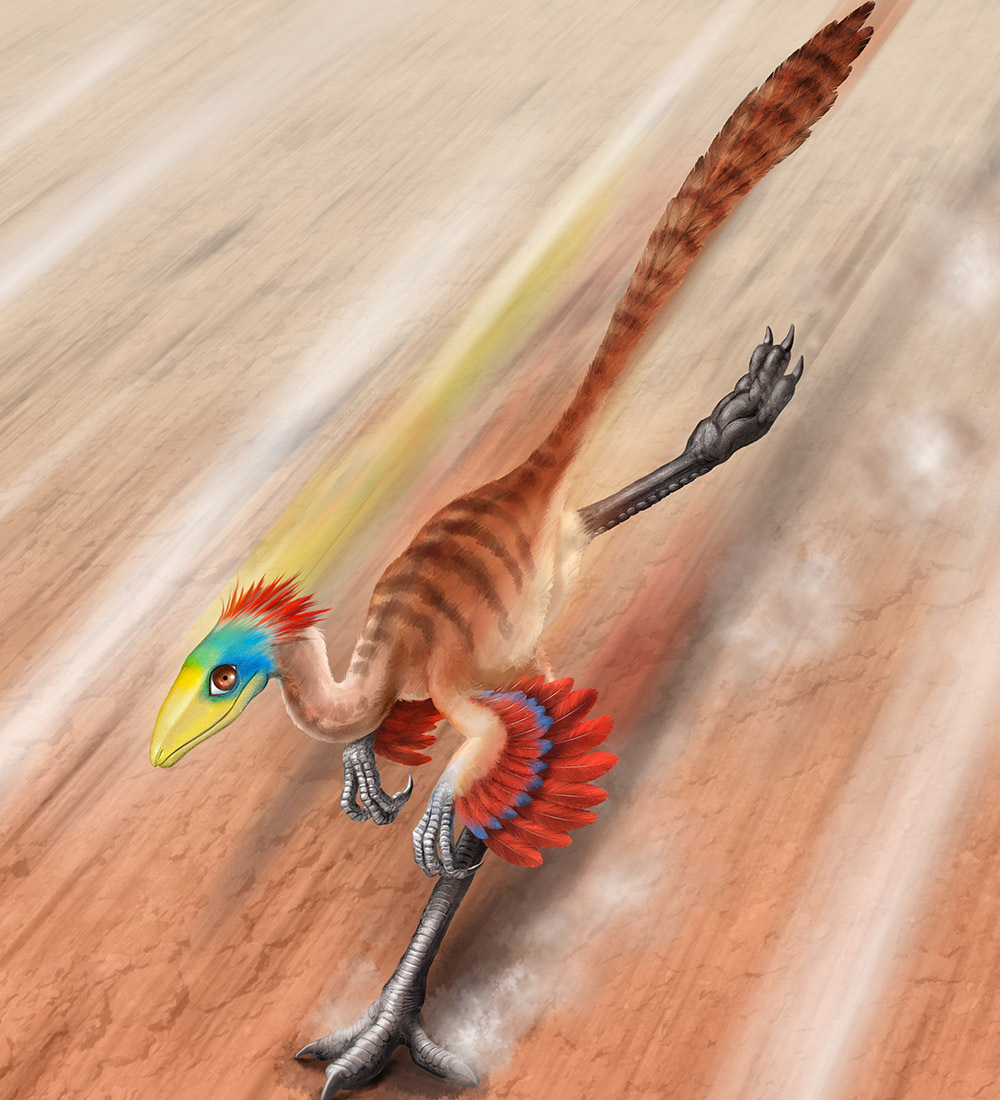 オルニトミムス　Ornithomimus
